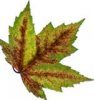 Maple leaf.jpg